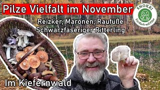 Pilze Vielfalt im November  Maronen Rotkappen Birkenpilze Reizker Schwarzfaserige Ritterlinge [upl. by Airdnaxela146]