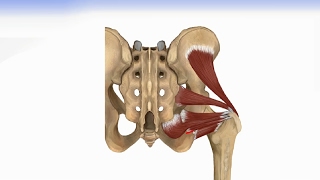 Hip Muscles  Lateral Rotator Group amp Gluteus Muscles [upl. by Seravart]