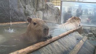 Capybaras enjoy a hot spring bath at a Tokyo zoo [upl. by Brianna742]