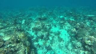 Grande barreira de corais great barrier reef Cairns [upl. by Dleifrag925]