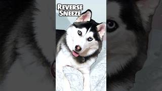 Reverse Sneeze in Dogs Sounds Like This  MEEKO the HUSKY [upl. by Refinnaj]