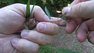 Identifying willow [upl. by Vincenz]