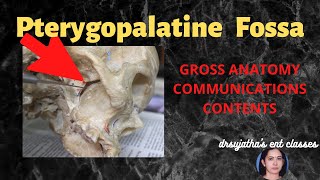 150Pterygopalatine fossa Anatomy Neuroanatomy anatomylectures clinicalexamination [upl. by Hacissej]