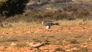 quebrantahuesos Gypaetus barbatus despellejando [upl. by Malchus]