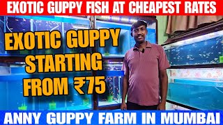 Exotic Guppy Fish At Cheapest Rates  Starting From ₹75  Anny Guppy Farm In Mumbai [upl. by Ahsiyt]