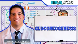 Metabolism  Gluconeogenesis [upl. by Gore]