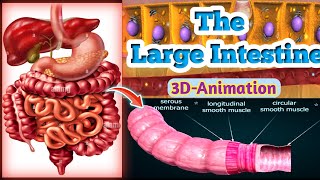 The Anatomy amp Physiology of large intestine  large intestine animation [upl. by Correy]