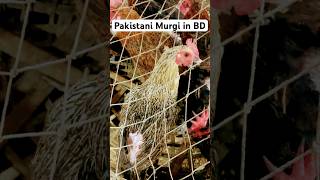 Pakistani Dim Para Murgi in Bazar bangladesh chicken chickenmarket chickenrate market trending [upl. by Megan264]