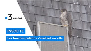 Insolite  les faucons pèlerins sinvitent en ville [upl. by Johst]