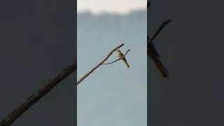 Birds through Digiscope Plaintive Cuckoo and Asian Green Beeeater [upl. by Thetisa972]