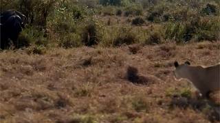 Buffalo resting in the bush comes out to find a lion pride waiting for him [upl. by Amby394]