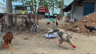 இயற்கை முறையில் தூய பெருவிடை நாட்டுக்கோழி வளர்ப்பு PV Naturals  thuya peruvedai kozhi panna [upl. by Novello7]