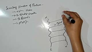 Secondary Structure Of Proteins Protein Biochemistry MBBS 1st year Lecture 3 [upl. by Lynnette]