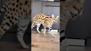 before vs after animal grow video youtube animalsanimalsanimals animall [upl. by Petigny398]