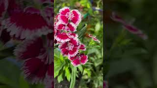 Verbena flower in my terrace garden gardening [upl. by Gerrald]