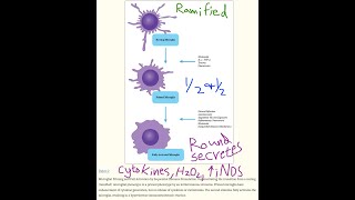 new How immunoexcitotoxicity amp microglia cause brain damage [upl. by Annaerb]