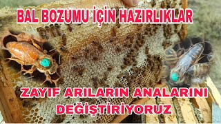 BAL BOZUMU İÇİN HAZIRLIKLAR ZAYIF ARILARIN ANALARINI DEĞİŞTİRİYORUZ [upl. by Seto]