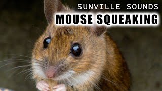 1 Hour of Mouse Squeaking  Animal Sounds with Peter Baeten [upl. by Grimbly]