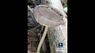 Coprinopsis mushroom fungi mushroom [upl. by Eeimaj288]