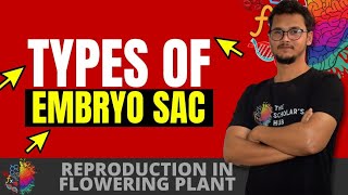 Embryo sac  Types of Embryo sac  NCERT CLASS 12  Reproduction In Flowering Plants [upl. by Aihsekyw]