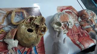 Región Parotídea y Temporal Fosa Infratemporal y Articulación Temporomandibular [upl. by Dulci]