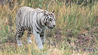 WHITE TIGERS IN THE WILD [upl. by Accever]