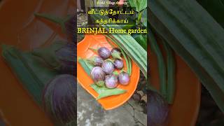 வீட்டு தோட்டத்தில் காய்கறிகள்  Home garden vegetables tamil  Gardening ideas tips🍆eggplant🍆brinjal [upl. by Ddene648]