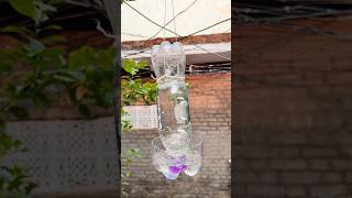 Making Bird Water Feeder From Bottle 😱 Making Bird Feeder shorts feeder birds Bottle [upl. by Bridie]