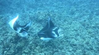 Manta Ray Mating Dance  March 8 2014 [upl. by Honig]