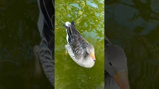 Barcelona  Citadel park park de la ciutadella 🌲🪴🦆 [upl. by Gilli371]