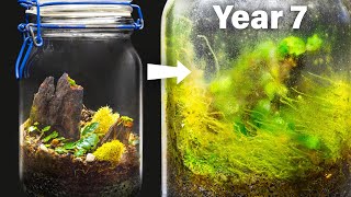 My Closed Terrarium After 7 Years of Life in a Jar [upl. by Llertac]