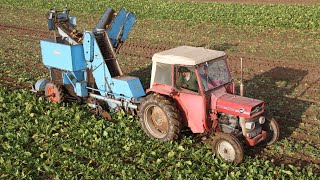 Massey Ferguson 148 amp Ransomes 33A sugar beet harvester  Beet Harvesters in Britain DVD [upl. by Cinelli]