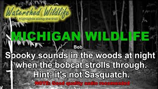 Spooky sounds in the woods theres a bobcat nearby [upl. by Haodnanehs532]