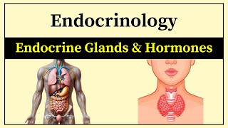 Endocrine System Biochemistry  Endocrine Glands  Types Of Hormones And Their Functions In Urdu [upl. by Baillieu243]