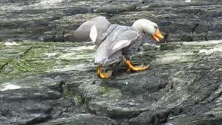 Fuegian Steamer Duck  near endemic [upl. by Guillemette]