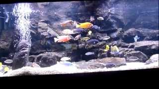 Malawi Cichlid tank 600 litre [upl. by Kentiga212]