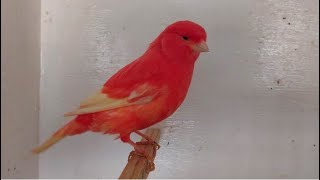 Redfactor Canary Breeding Season 2021 video 1 [upl. by Erej]