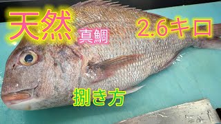 魚の捌き方天然真鯛捌き方！お造り [upl. by Arty]