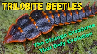 Trilobite Beetles The Strange Creatures That Defy Evolution facts insects discovery fyp trend [upl. by Preston]