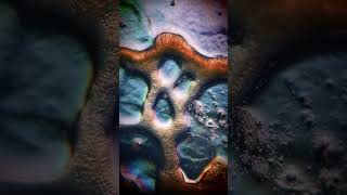 Slime Mold Timelapse microscopic microscope slime sciencemicroscope aquarium microscopy [upl. by Korb]