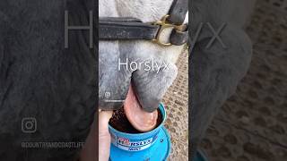 Horses love these treats horslyx horse horses equestrian slomo [upl. by Aciruam975]