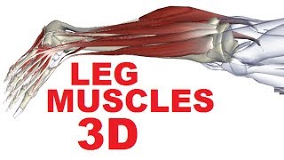 Muscles of the Leg Anatomy Part 4  Lateral Compartment [upl. by Aker]