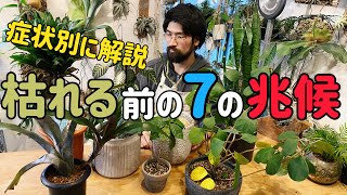 観葉植物に起こる７つのトラブルの原因と対処法【自宅園芸ガーデニング】枯らす前に見てください！ [upl. by Clarkson]