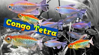 Congo Tetra Fish [upl. by Rondi]