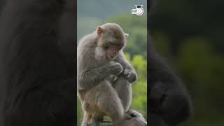 Origin of Homosapiens  Shorts  Abhishek Kumar  StudyIQ IAS Hindi [upl. by Ynneh]