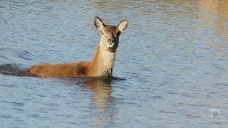 Oostvaardersplassen de seizoenen [upl. by Clare]