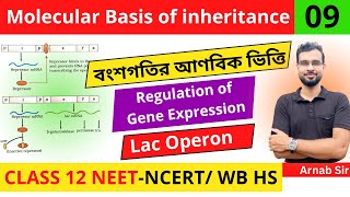 Molecular Basis of Inheritance 09  Regulation of Gene Expression  Lac Operon  Class 12 NEET Bio [upl. by Sink]