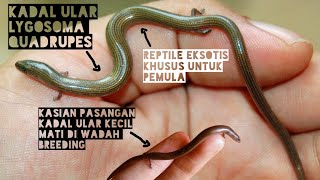 Kadal Ular Kecil Mati Saat Di Breeding  Lygosoma Quadrupes [upl. by Borlase]