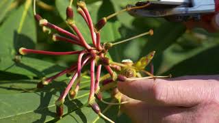 Deadheading Rhododendron [upl. by Samantha]