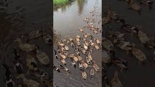 Kadambrayar🦆 kadambrayar kadambrayarecotourism kochi [upl. by Strage]